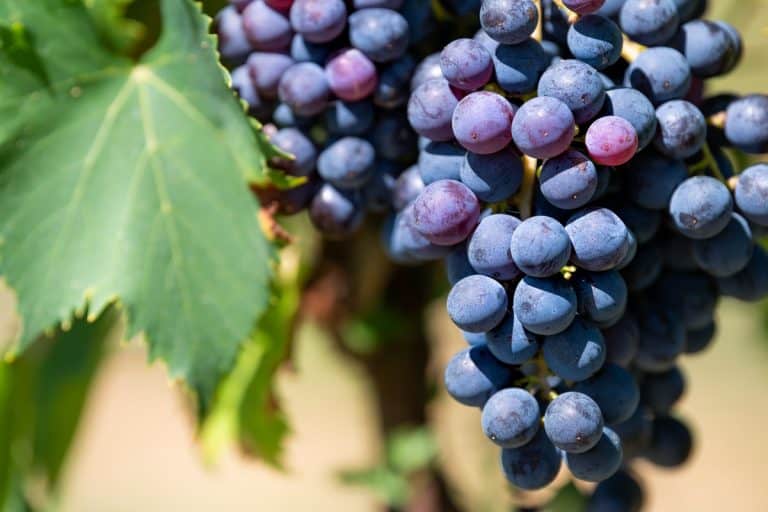 Un grappolo di Montepulciano d'abruzzo