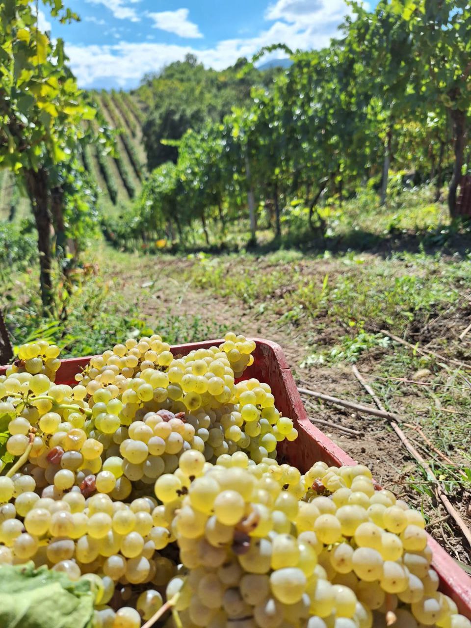 Vivi la vendemmia: pranzo e visita in vigna