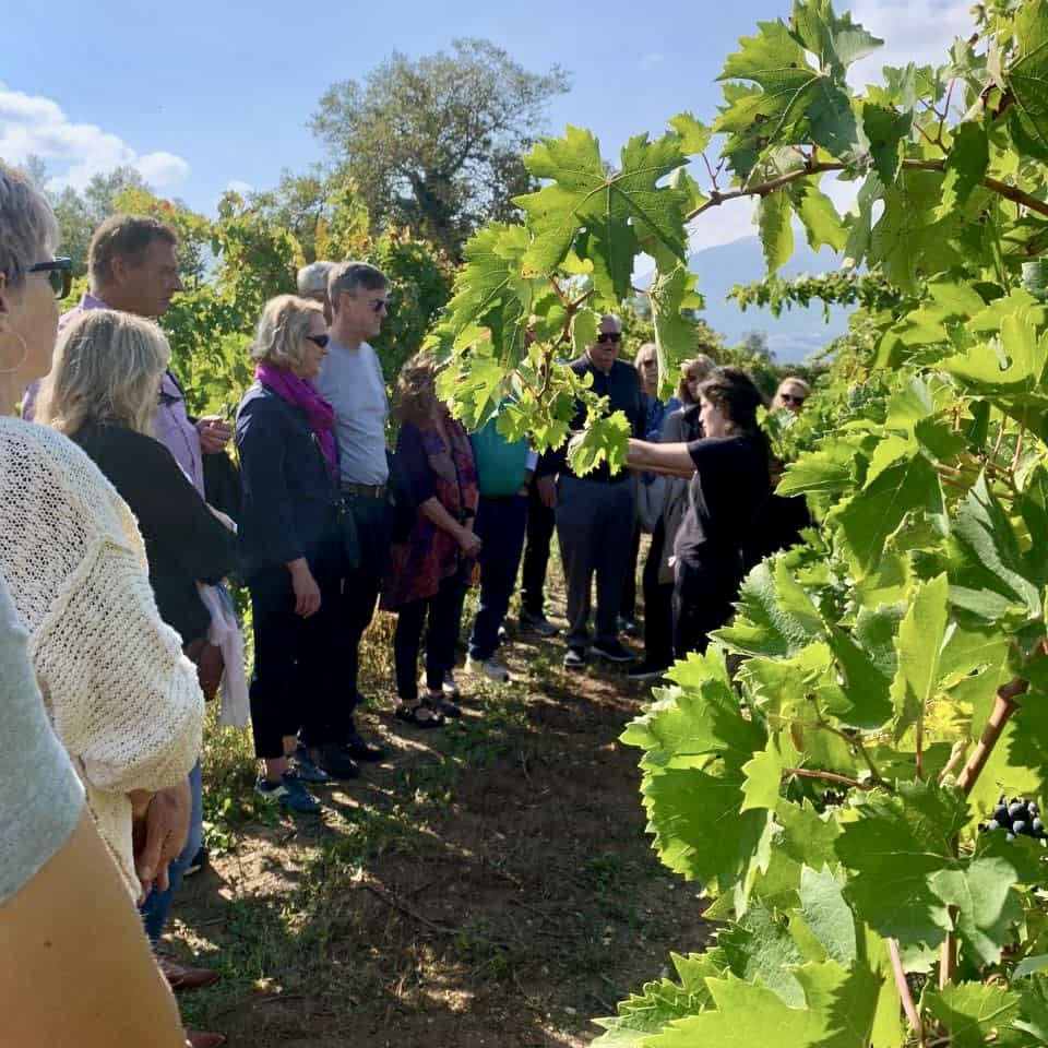 tour vigneto in un degustazione vini in abruzzo